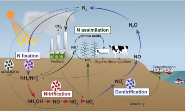 The Nitrogen Cycle