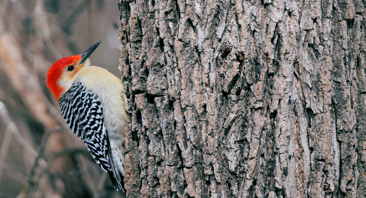 A Red-bellied Woodpecker.