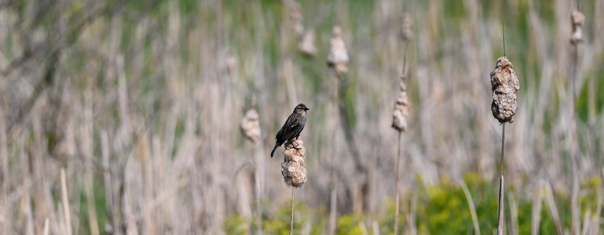 Red-winged Blackbird perching on a Cattail plant