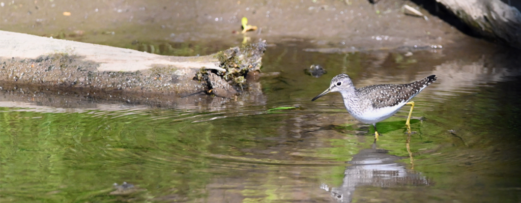 Solitary Sandpiper wading in water