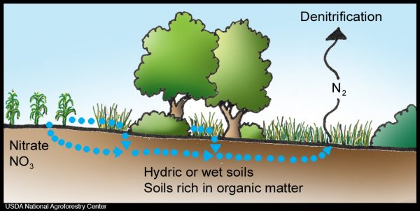 Illustration of how riparian buffers denitrify NO3 from agricultural fields