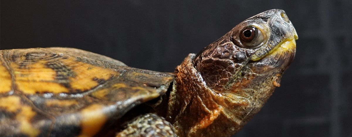 picture of a wood turtle