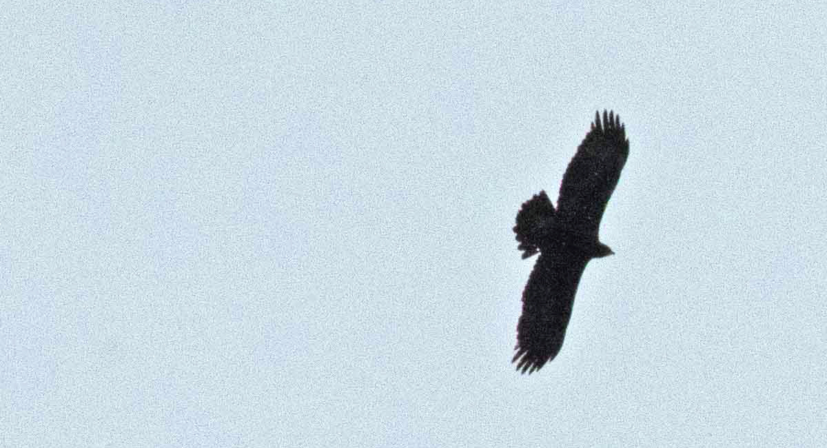 A silhouette of a Golden Eagle against a clear blue sky.