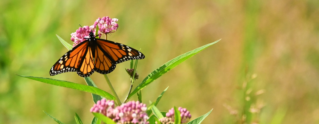 image of a butterfly