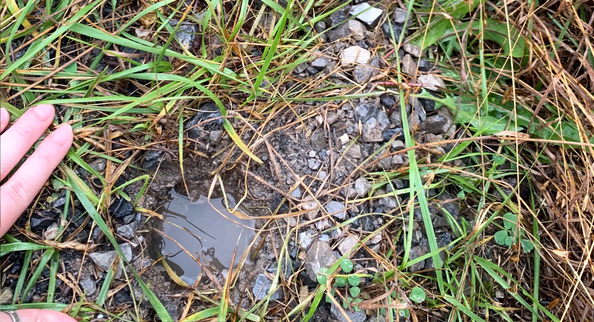 Image of a disturbed Eastern Box Turtle nest