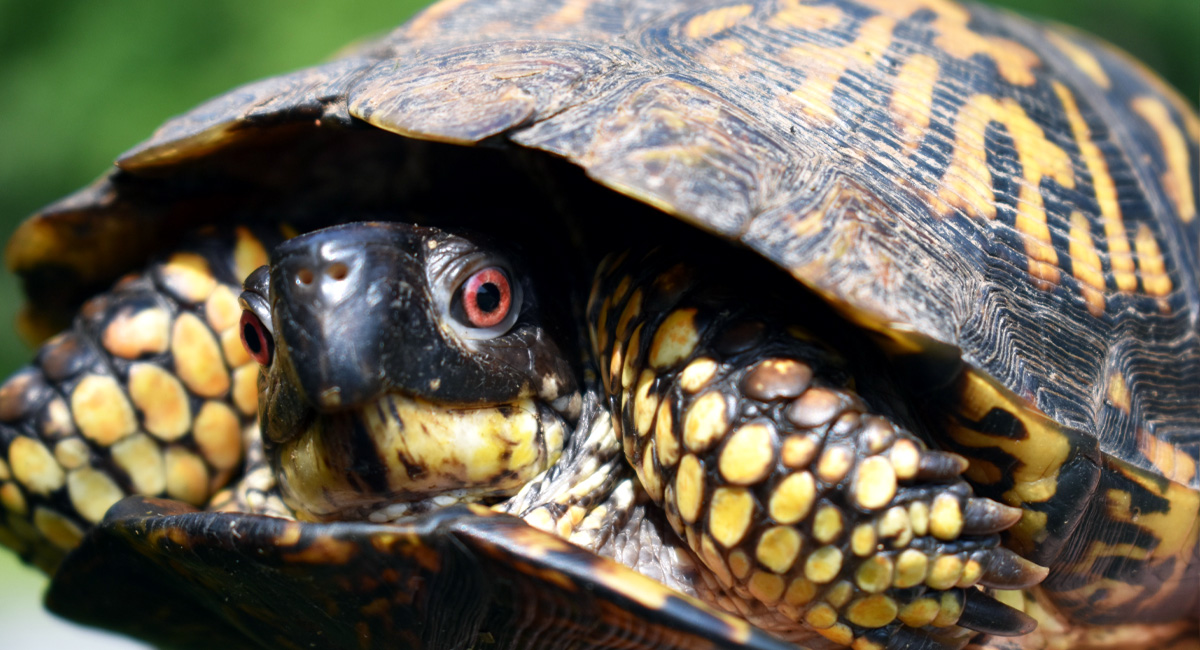 Eastern Box Turtle