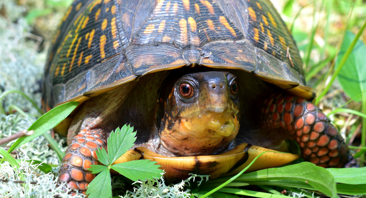 Eastern Box Turtle