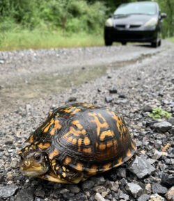 Eastern Box Turtle on the side of a road