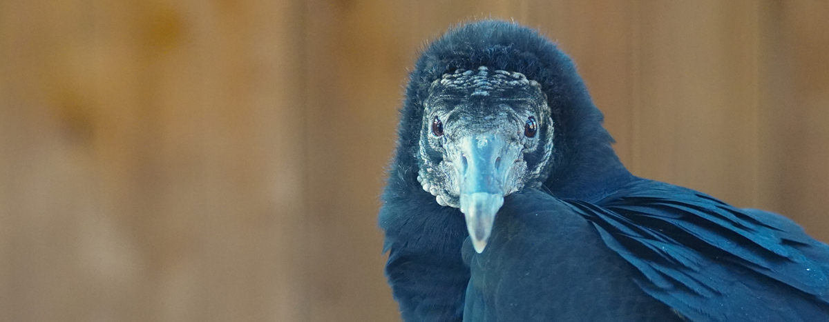 Black Vulture looking curiously at camera