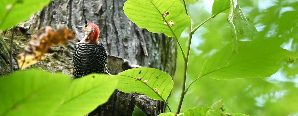 Red-Bellied Woodpecker on tree