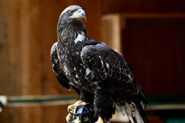 bald eagle