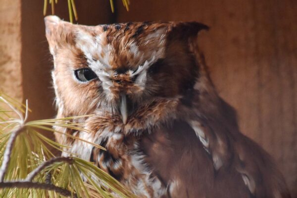 Animythology: Spiders - Shaver's Creek Environmental Center