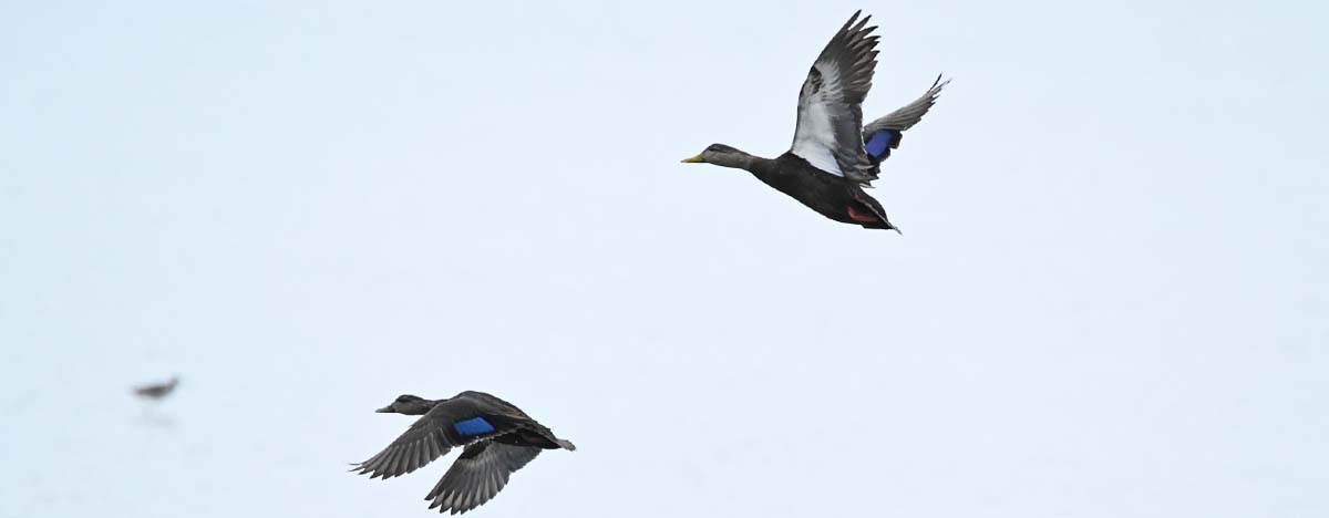 Two Black Ducks flying