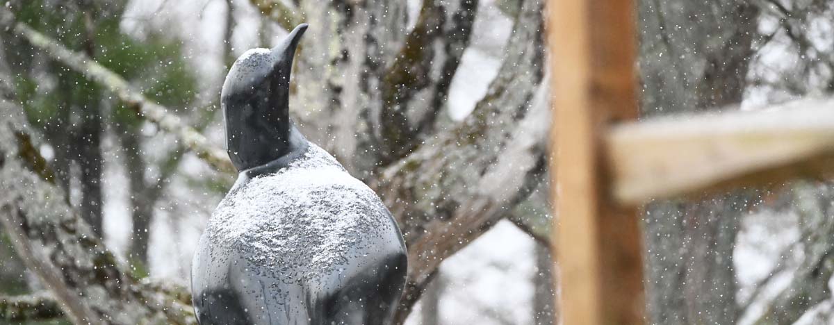 lost bird project passenger pigeon sculpture in snow