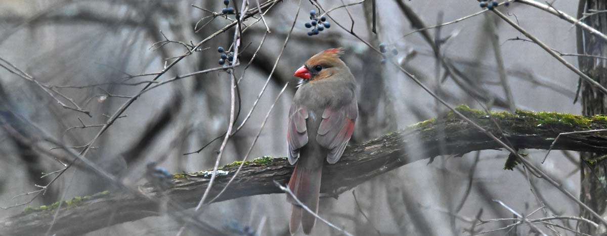 cardinal on tree branch