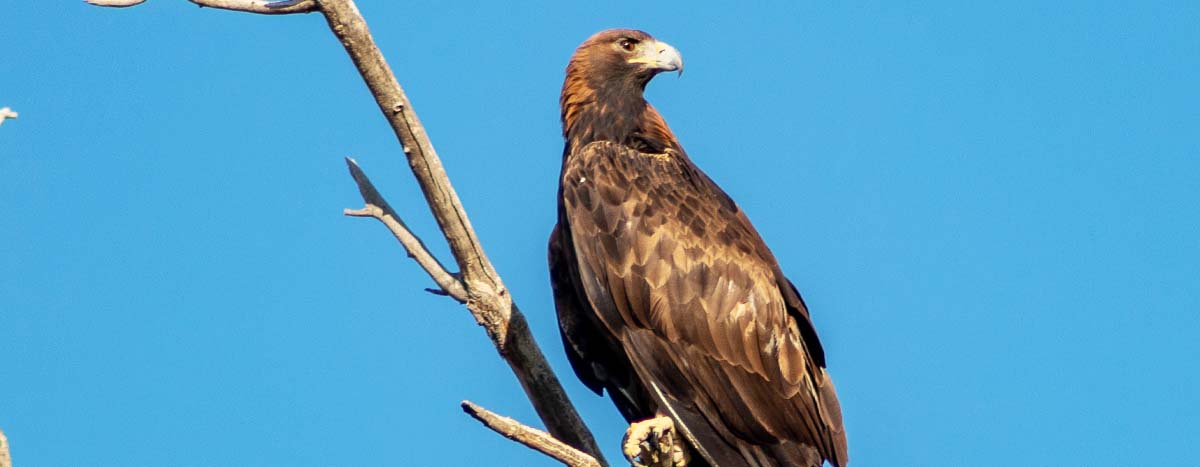 Golden Eagle on a treetop.
