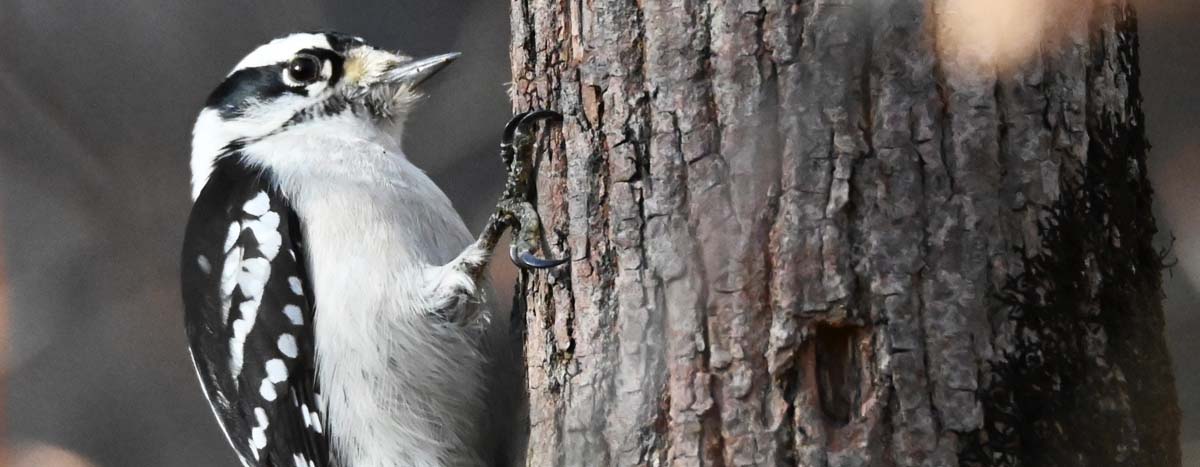 Downy Woodpecker on a tree