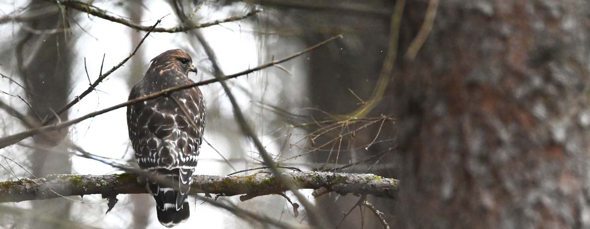 Red-Shouldered Hawk on a branch.