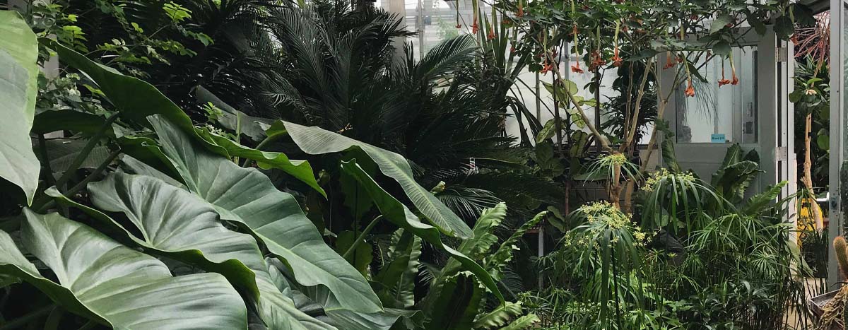 Plants inside a greenhouse