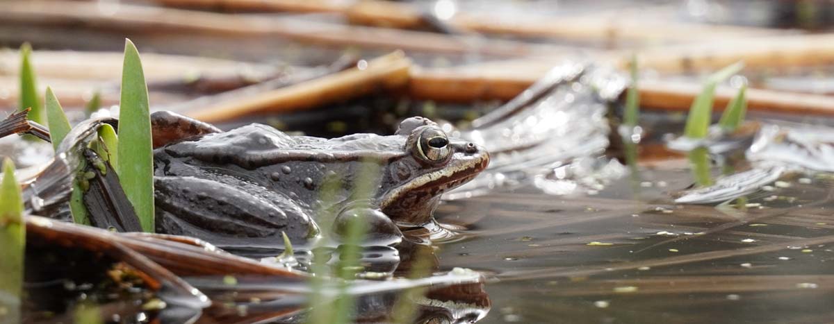 Wood frog in pond