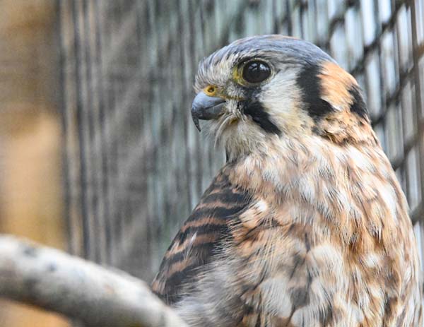 american kestrel on perch