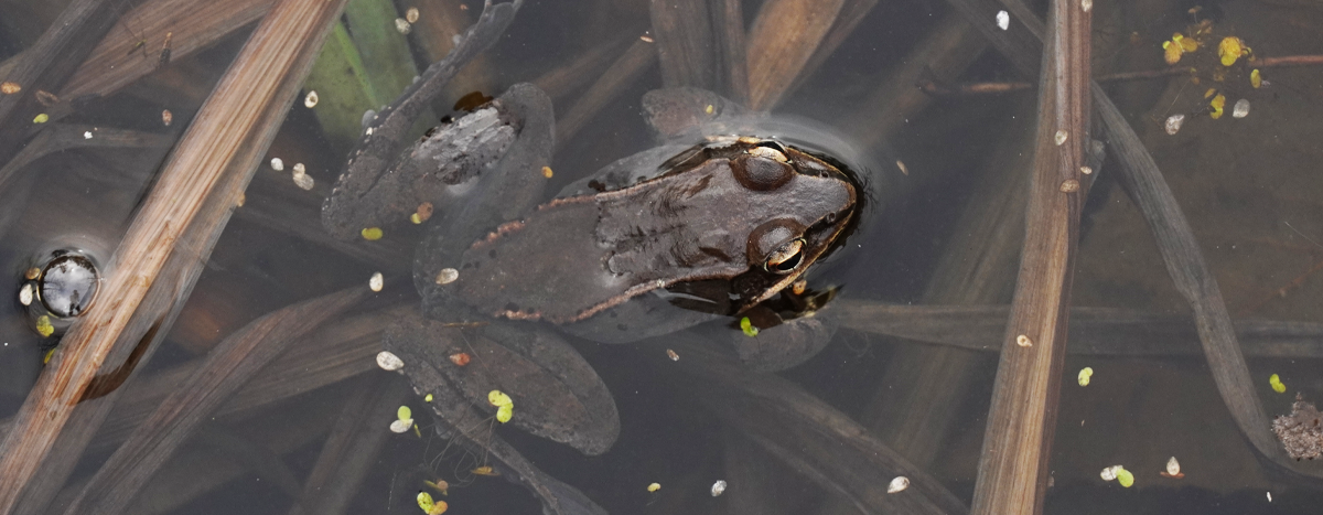 Wood Frog in water
