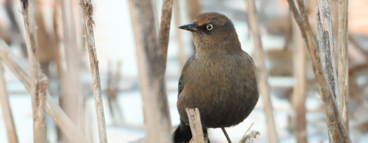 rusty blackbird in wetland