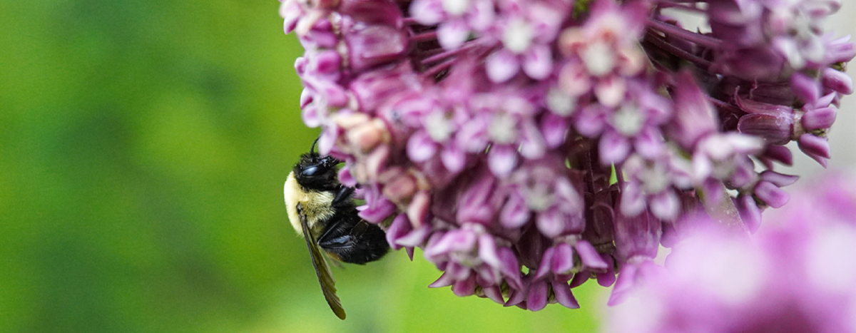 Bee on milkweed