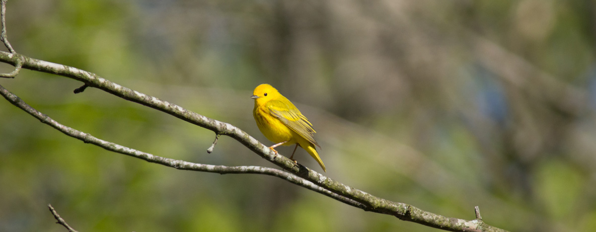 Yellow Warbler on tree branch