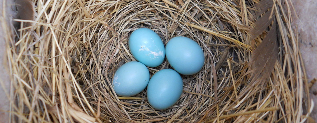 Robin eggs in nest