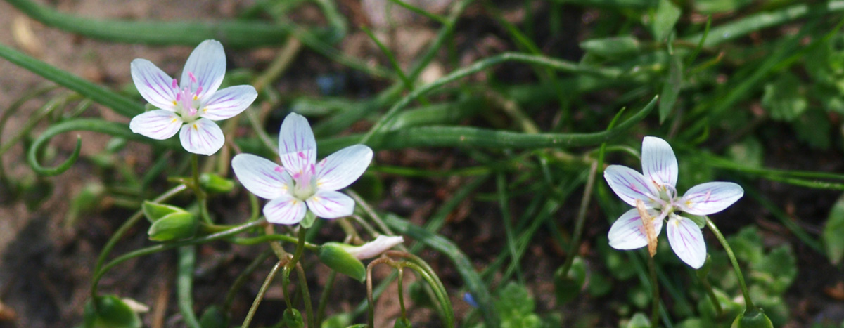 Spring Beauty Flower