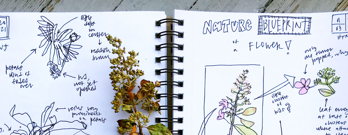 A notebook filled with drawings and notes about a flower..
