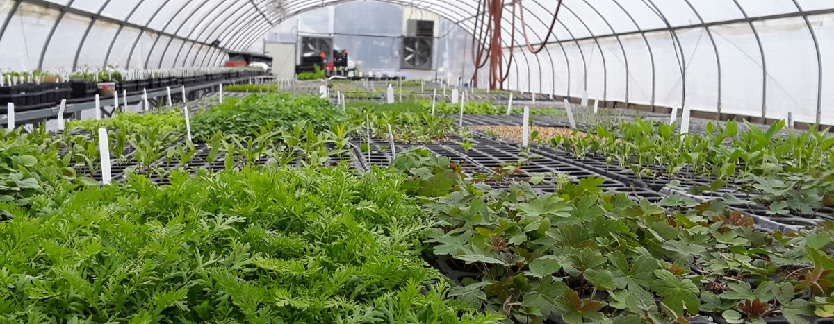 inside a greenhouse