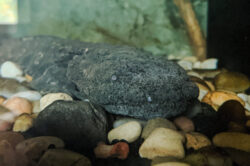 Hellbender in aquarium