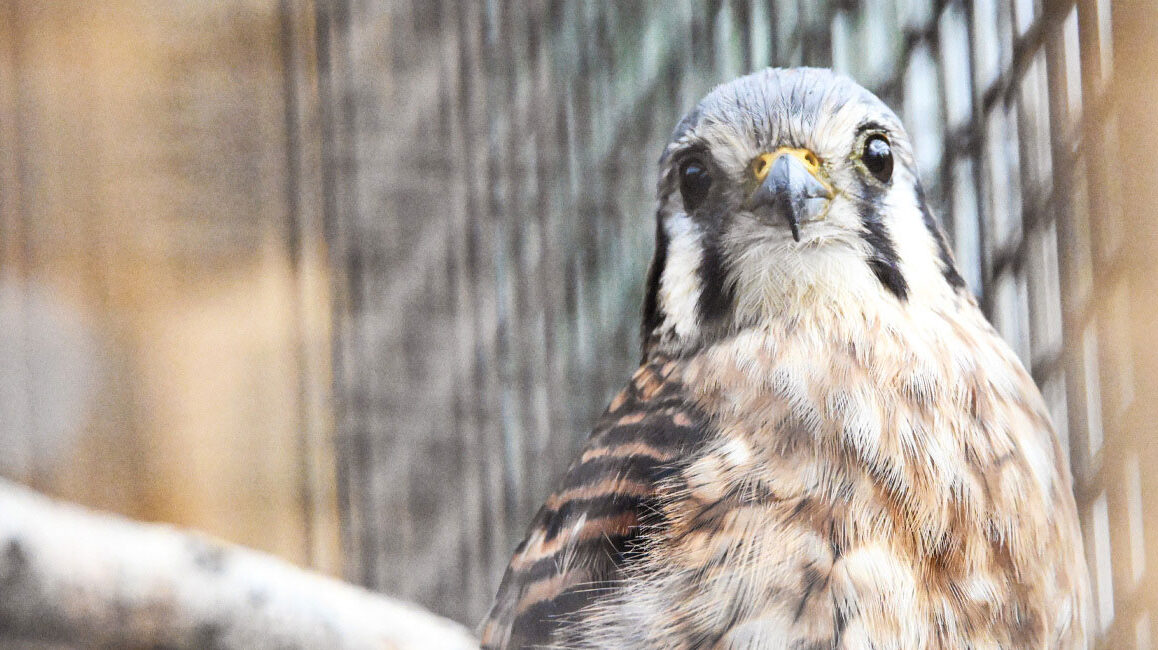 image of a kestrel in the klingsberg aviary