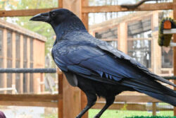 Crow standing on perch