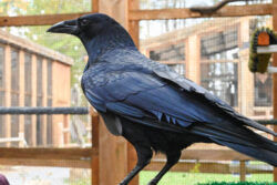 Crow standing on perch