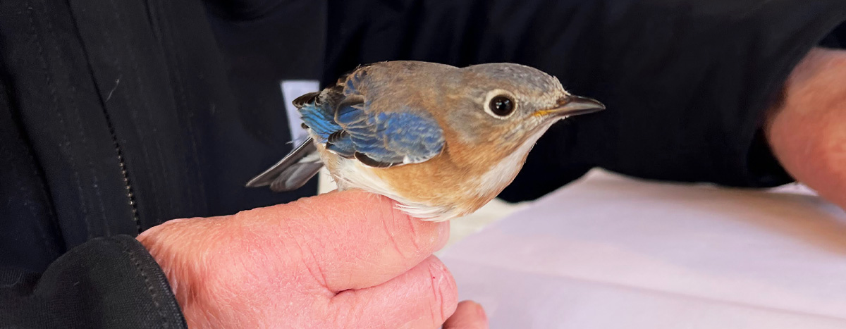 Bluebird on a hand