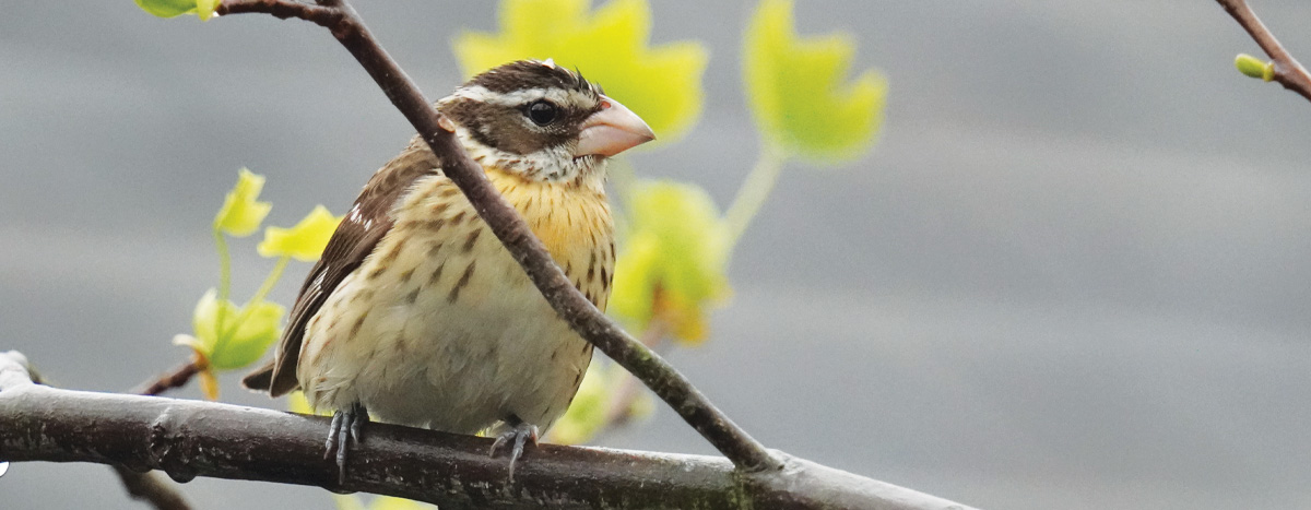 Rose-breasted Grosbeak on a branch