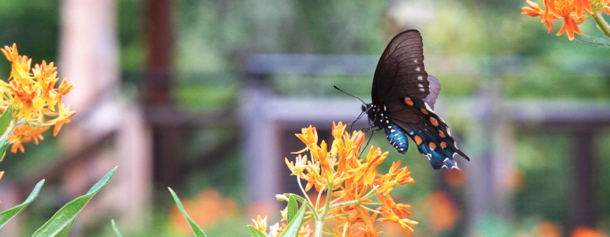 Butterfly on milkweed