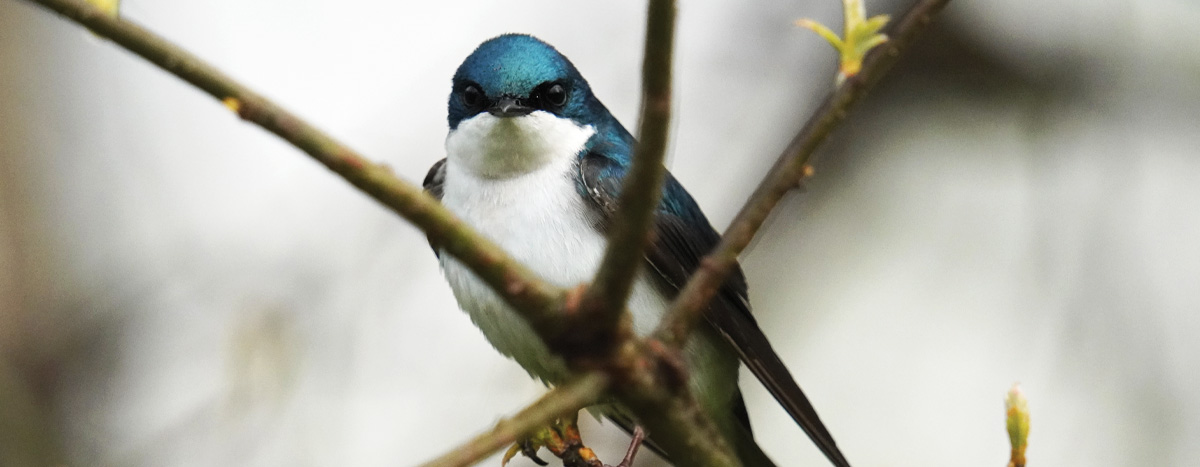 Tree Swallow on Branch