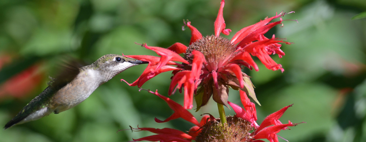 Hummingbird with flower