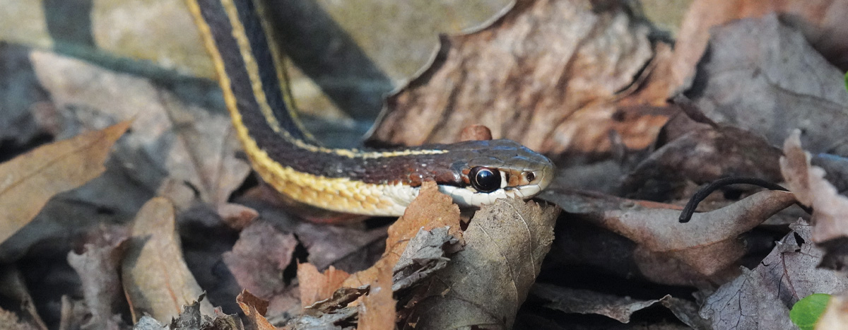 Garter Snake in leaves