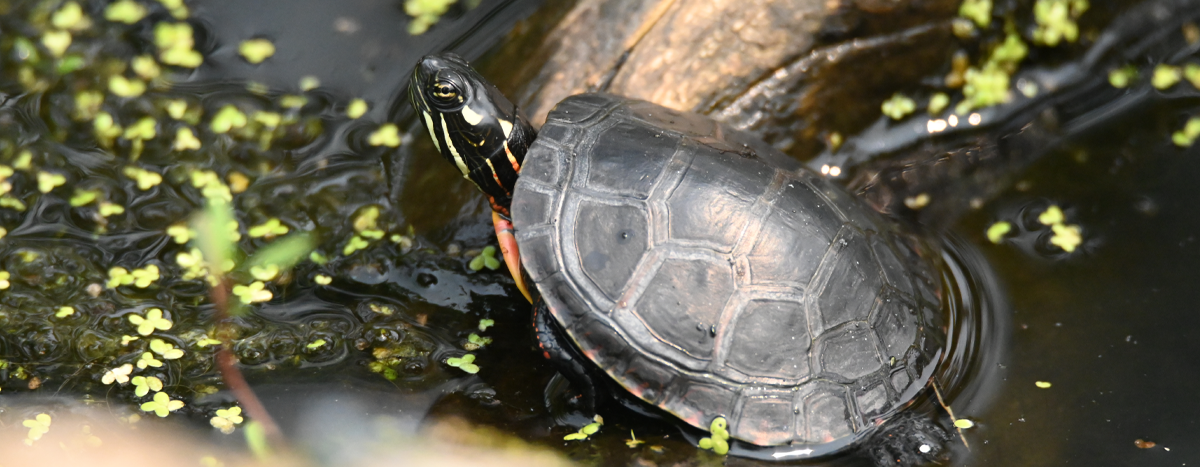 Baby Painted turtle