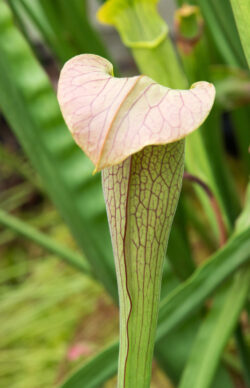 Purple Pitcher Plant