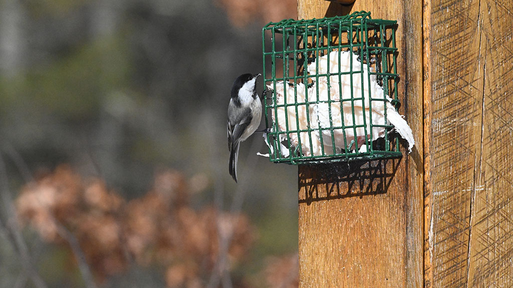 A Black-Capped Chickadee perching on a suet feeder
