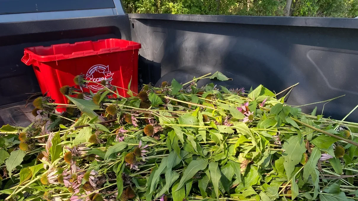 Foraged plants in the bed of a pickup truck