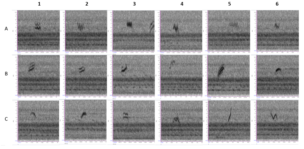 A spectrogram showing bird calls of various species.