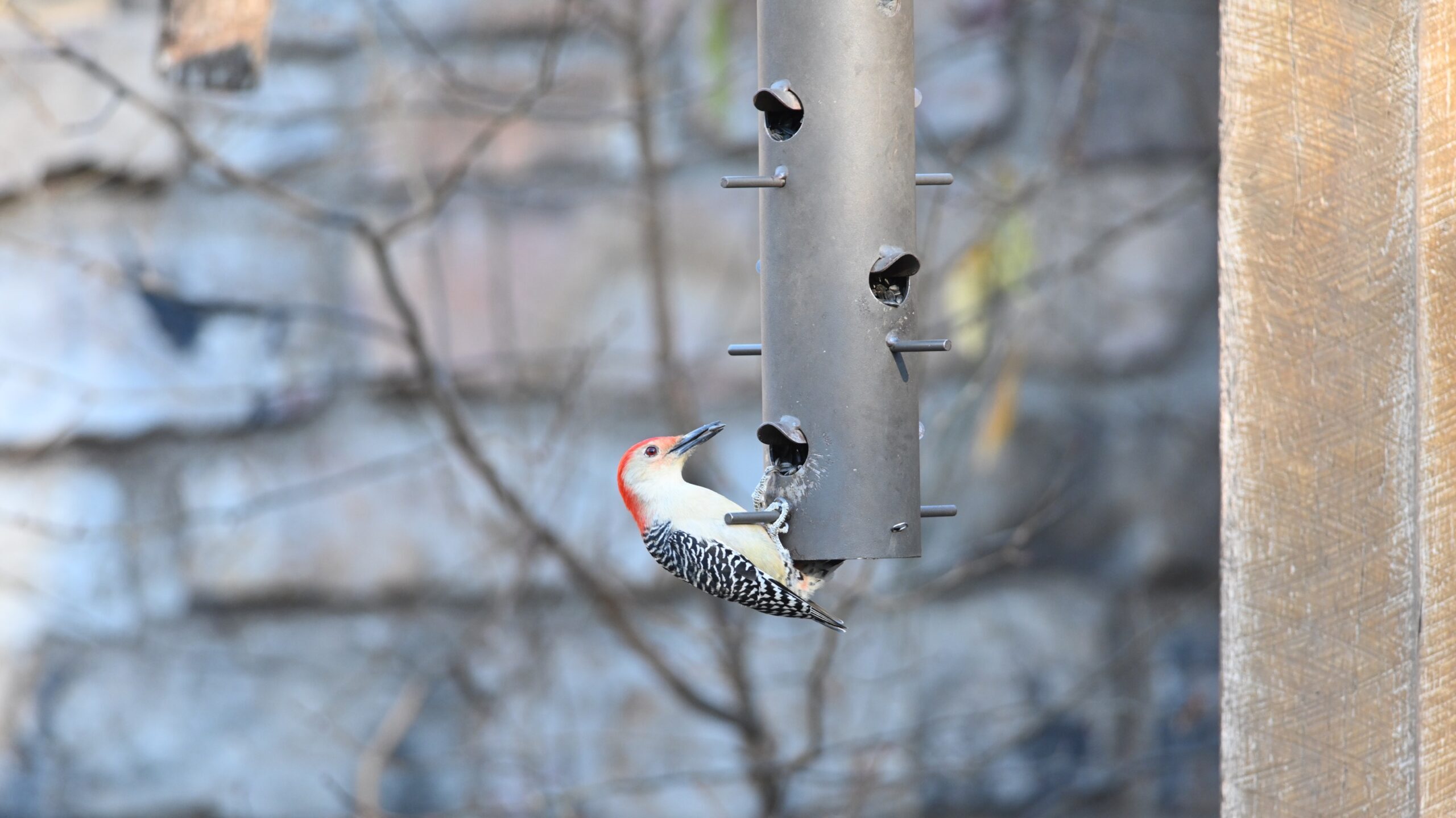 A Red-bellied Woodpecker eating from a tube feeder