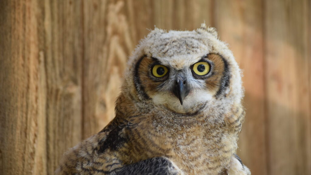 Sunny, the Great Horned Owlet
